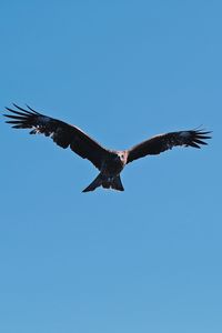 Low angle view of eagle flying in sky