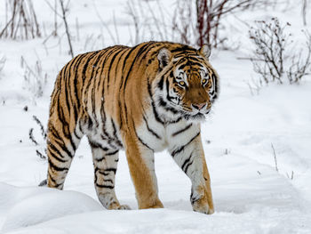 Portrait of a siberian tiger walking on snow