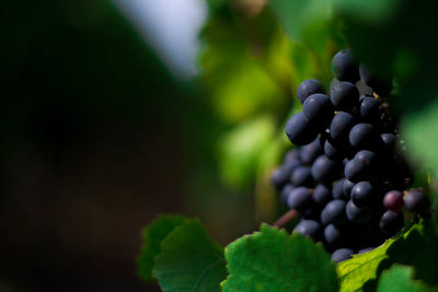 Close-up of grapes growing on plant at vineyard