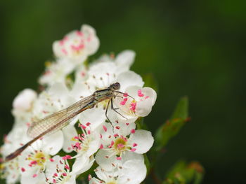 Close-up of dragonfly pollinating white flowers 