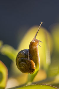 Close-up of snail on plant