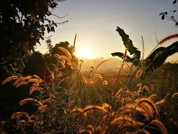 Close-up of plants growing on field against sky at sunset