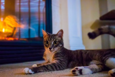 Close-up portrait of cat sitting at home