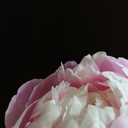 Close-up of pink rose against black background