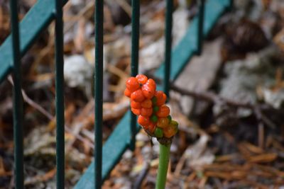 Close-up of red berries on plant