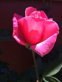 Close-up of pink flower