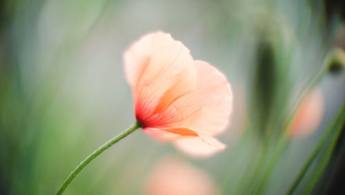 Close-up of rose flower