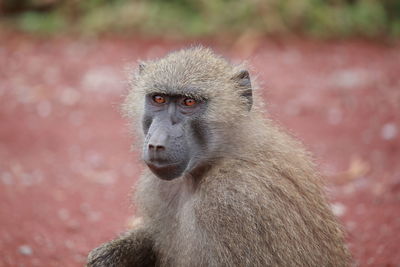 An olive baboon up close