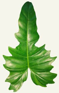 Close-up of fresh green leaves against white background