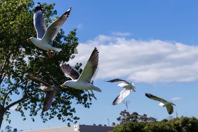 Low angle view of seagulls flying against sky