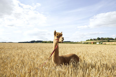 View of a horse on field