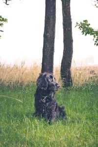 Dog sitting on field against clear sky