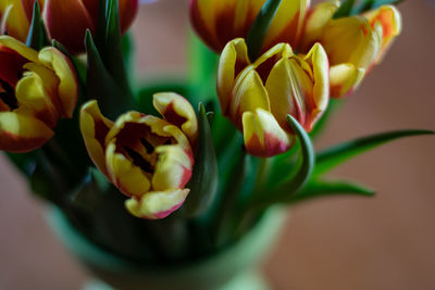 High angle view of flowering plant