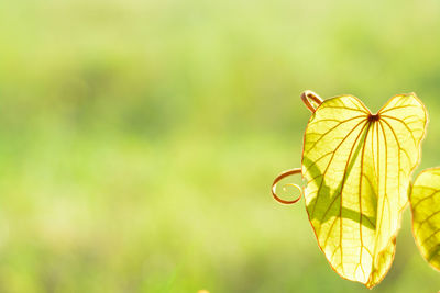 Close-up of yellow flower