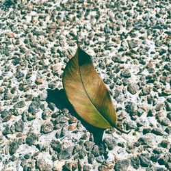 High angle view of dry leaves floating on land