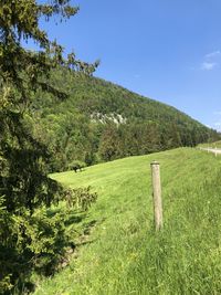 Scenic view of grassy field against sky