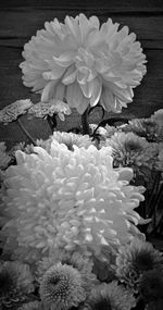 Close-up of white flowers