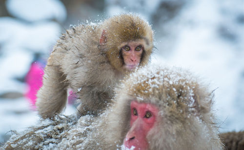 Snow monkey in a hot spring, nagano, japan