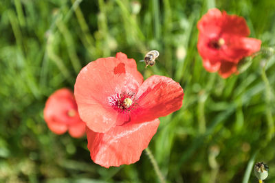 Close-up of red rose flower
