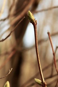 Close-up of dead plant