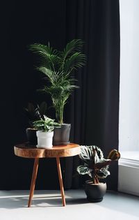 Potted plants on table at home