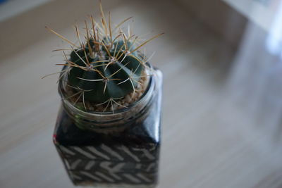 High angle view of succulent plant on table