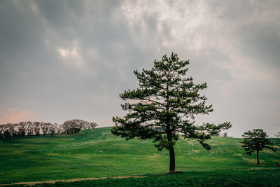Trees on field against sky during sunset