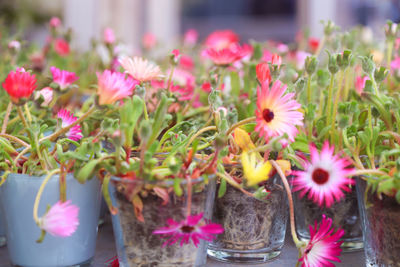 Close-up of pink flowers in pot