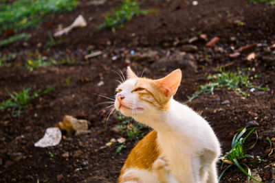 Cat looking away on field