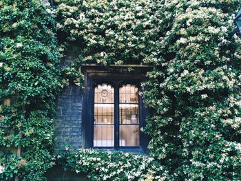 View of window amid creepers on the wall