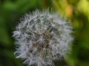 Close-up of dandelion flower