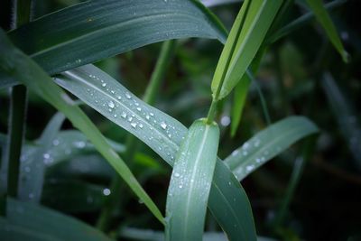 Close-up of wet plant leaves during rainy season