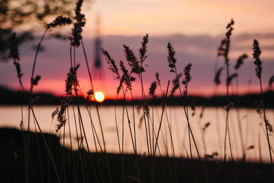 Close-up of silhouette trees against lake during sunset