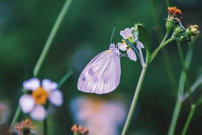 Close-up of butterfly pollinating on purple flower