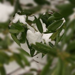 Close-up of white flowers