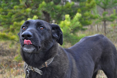 Close-up of black dog looking away