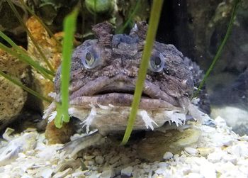 Close-up of turtle swimming in aquarium