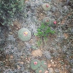 Close-up of plants