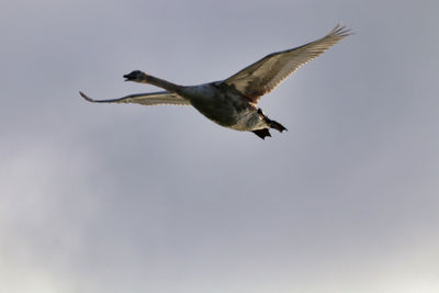 Low angle view of a bird flying