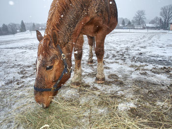 Brown horse in falling snow with close face and eyes.horse in winter. nice western horse with snow