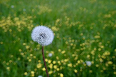 Close-up of dandelion flower on field