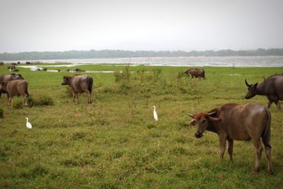 Water buffalo grazing in a field