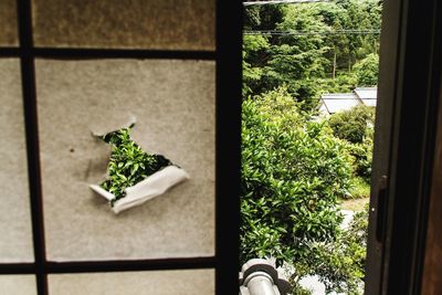 Potted plants on window sill