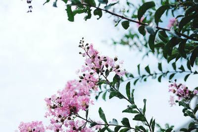 Low angle view of pink flowering tree