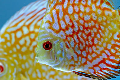 Close-up of fish swimming at aquarium