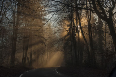 Low angle view of trees in forest