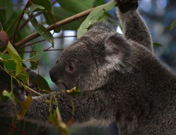 Close-up of a squirrel on tree