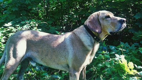 Close-up of dog on plant