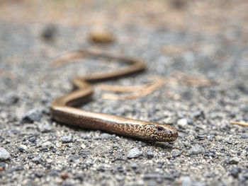 Juvenile slow worm, anguis colchica, in detail. eastern slow worm,  lizard often confuse for snake