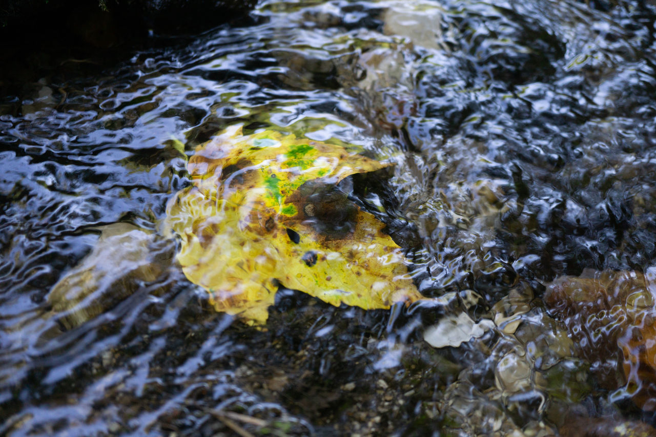 HIGH ANGLE VIEW OF FISH UNDERWATER